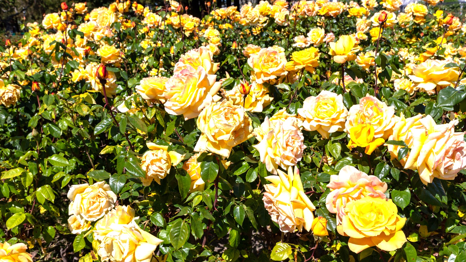 Roses and lawn at San Jose Municipal Rose Garden