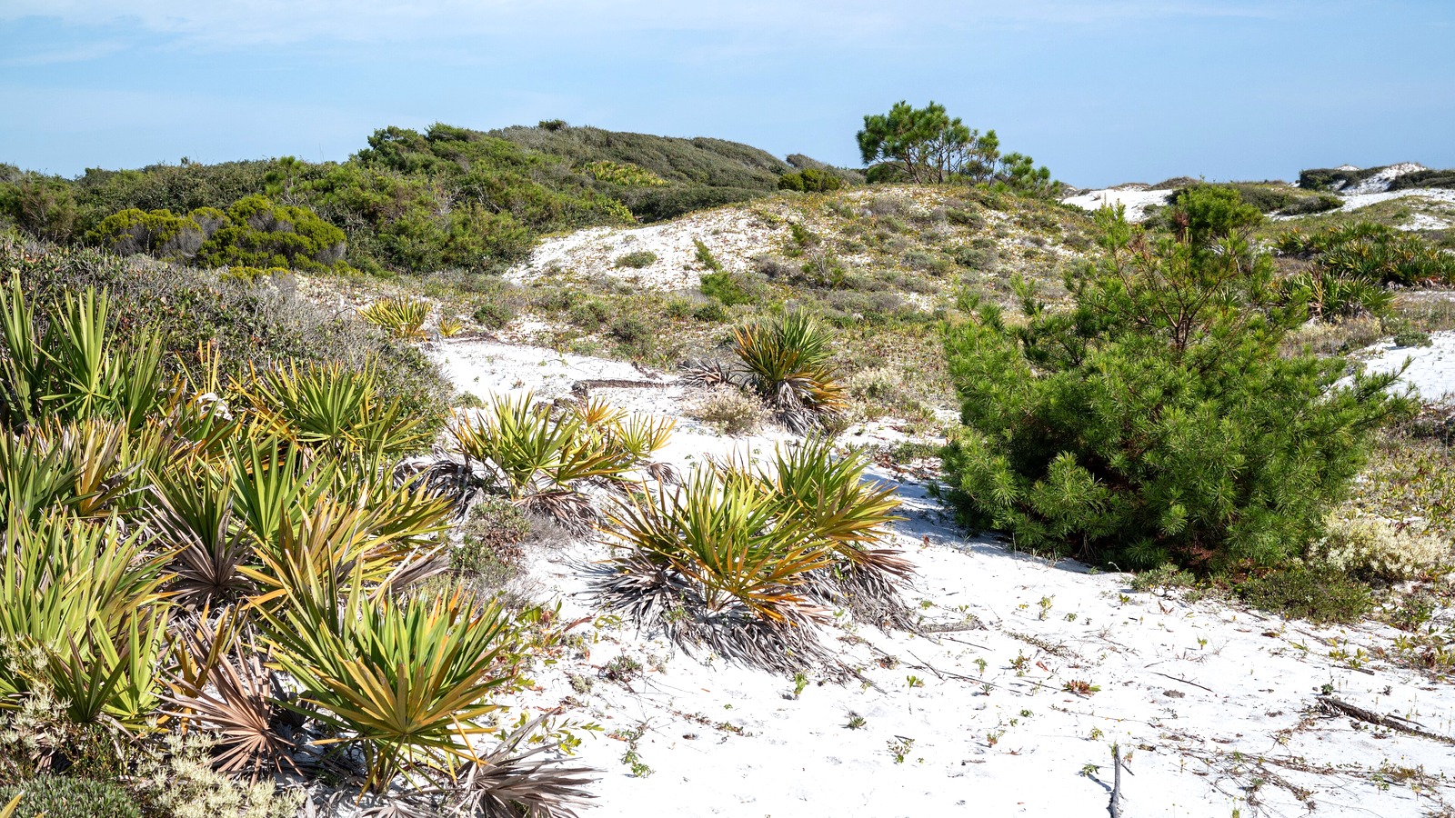 Sandy dune and scrub habitat at Topsail Hill Preserve State Park