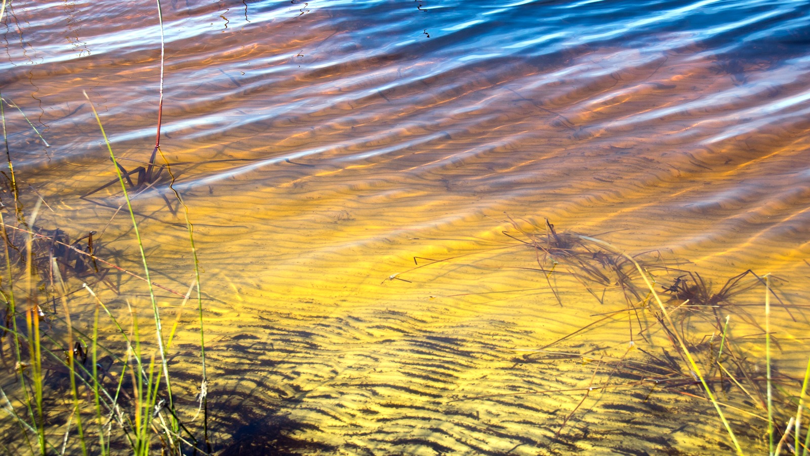 Shore of Western Lake, a South Walton coastal dune lake