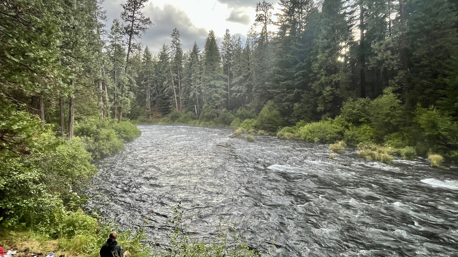 Forested Metolius River trail near Camp Sherman
