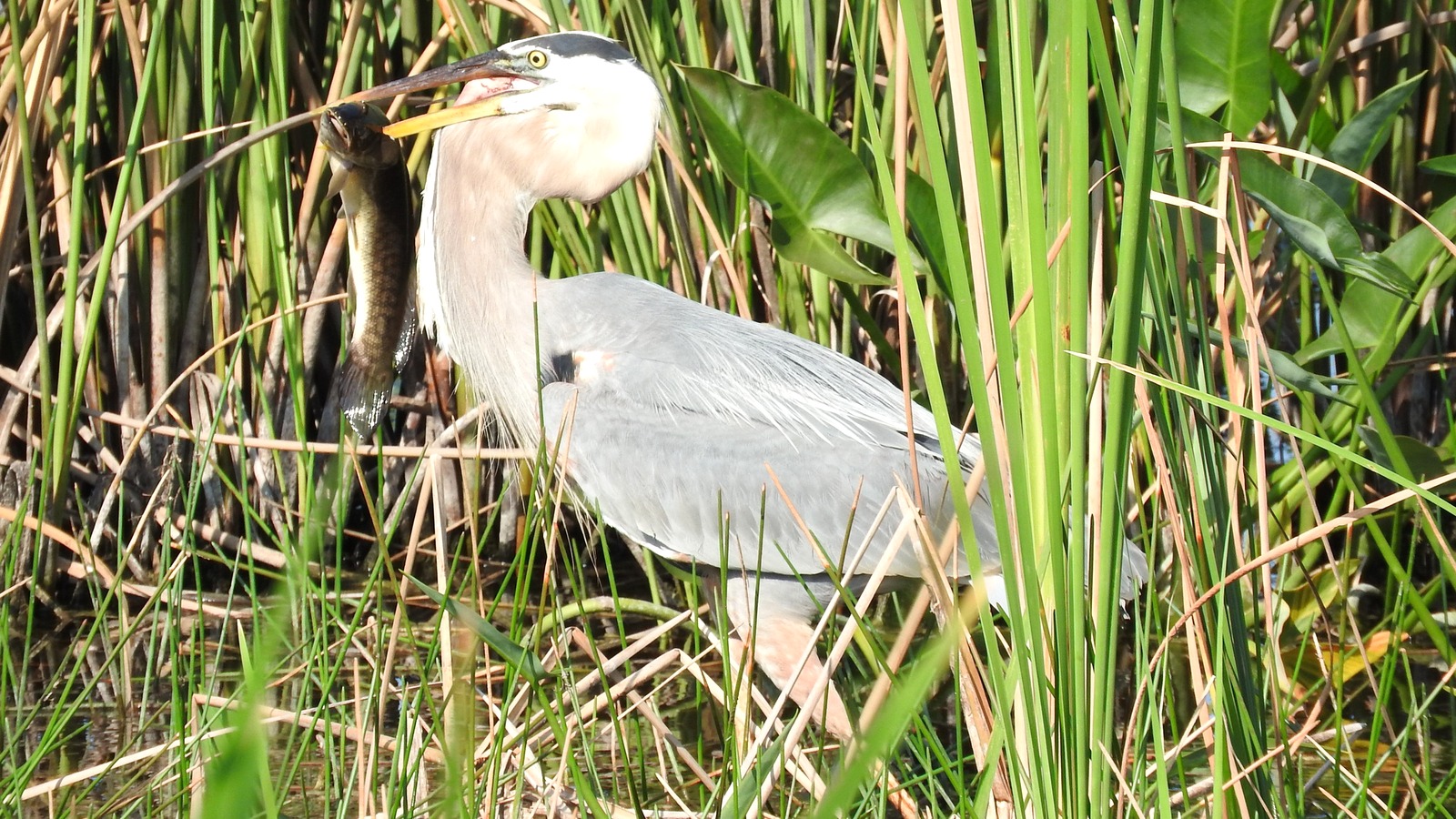 Great blue heron at Grassy Waters Preserve