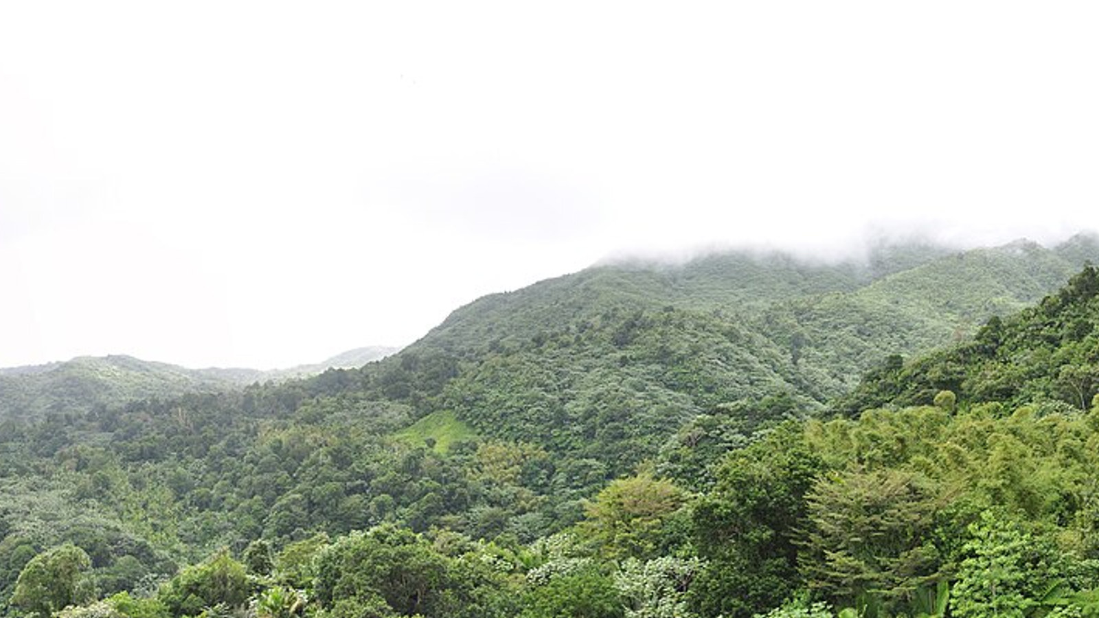 Bright panorama of El Yunque National Park from Yokahu Tower