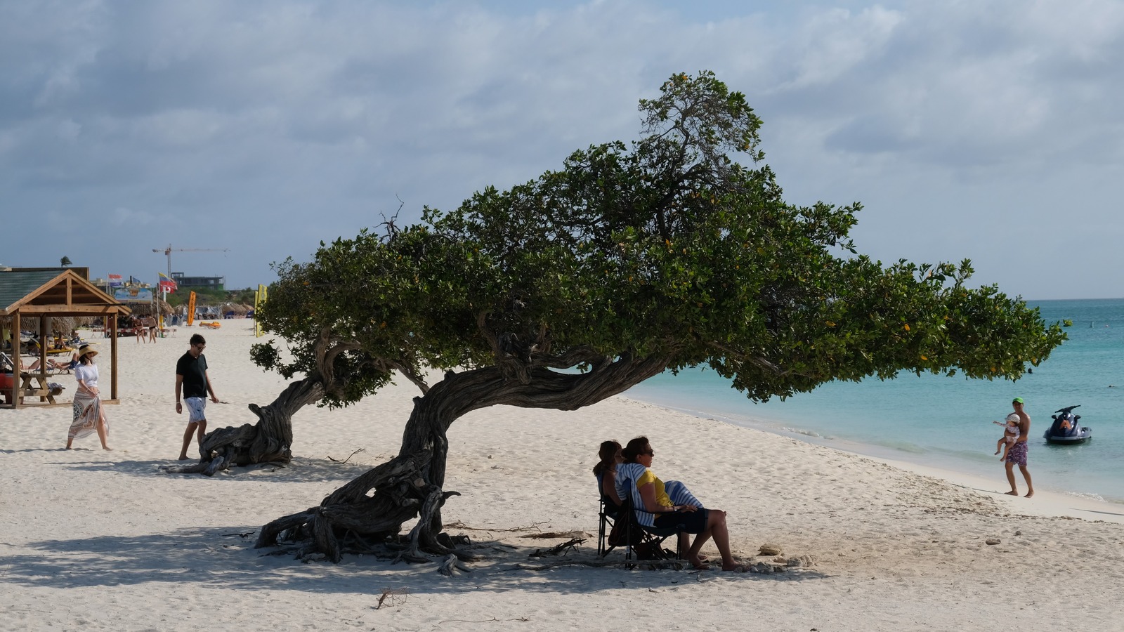 A windswept tree and bright sand at Eagle Beach in Aruba