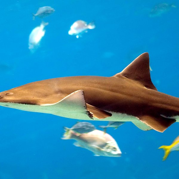Georgia Aquarium, Atlanta