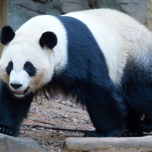 Giant panda Ya Lun resting among rocks and bamboo at Zoo Atlanta