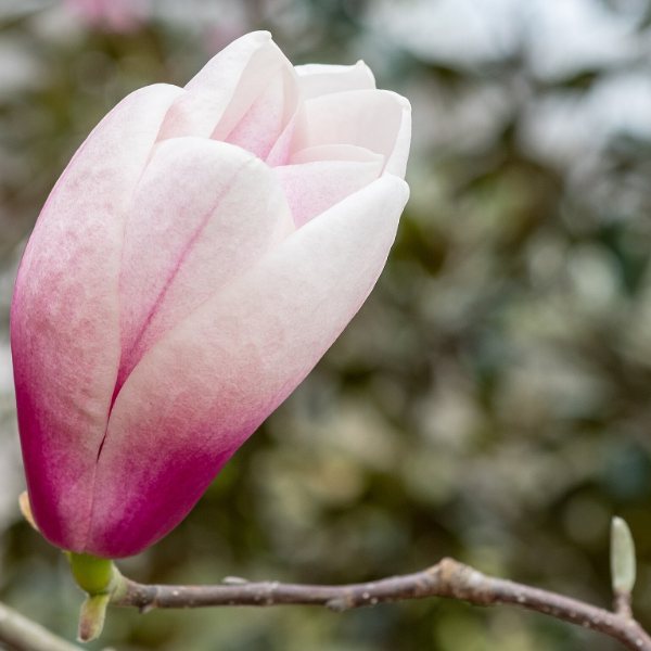Cheekwood Estate and Gardens, Nashville