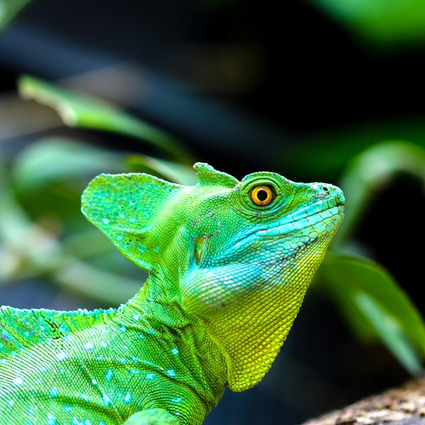 A bright green crested lizard perched on a branch at Nashville Zoo at Grassmere