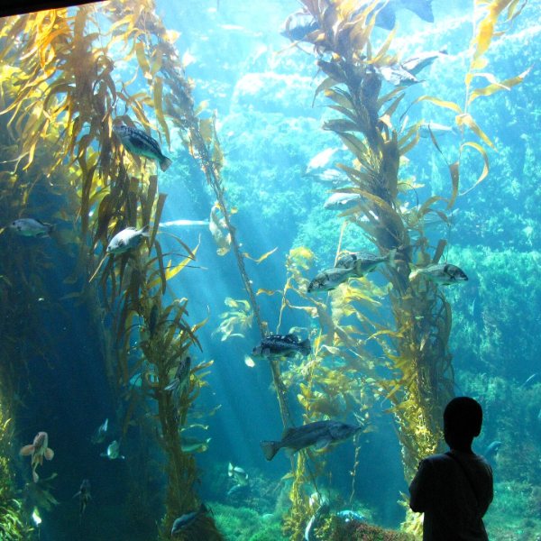 Birch Aquarium at Scripps, San Diego