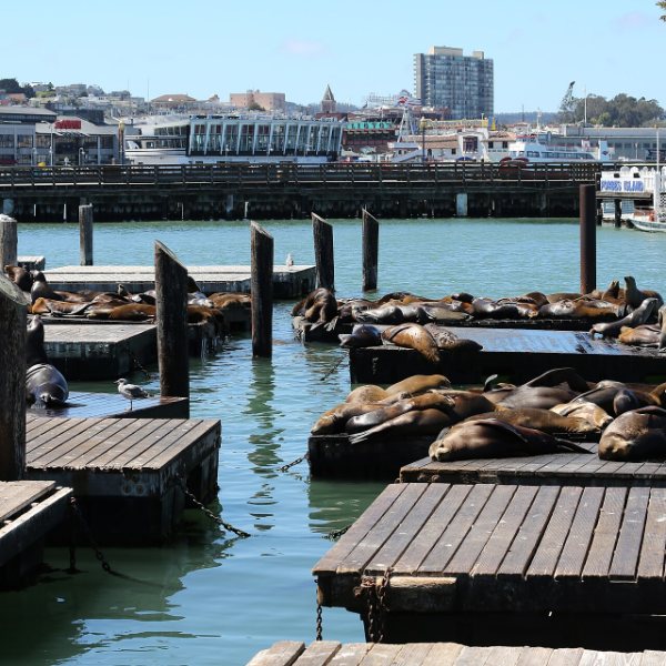 Pier 39 and the Sea Lions, San Francisco