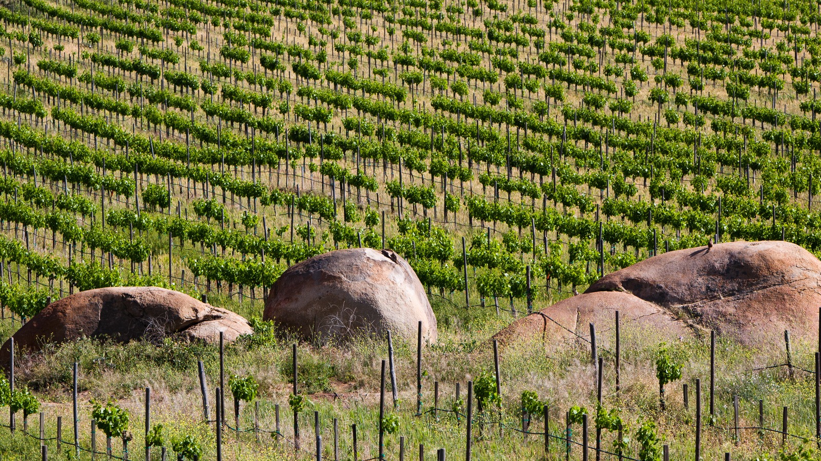 Rows of vines across the floor of the Valle de Guadalupe wine valley in Baja California, with granite boulders and dry hills behind