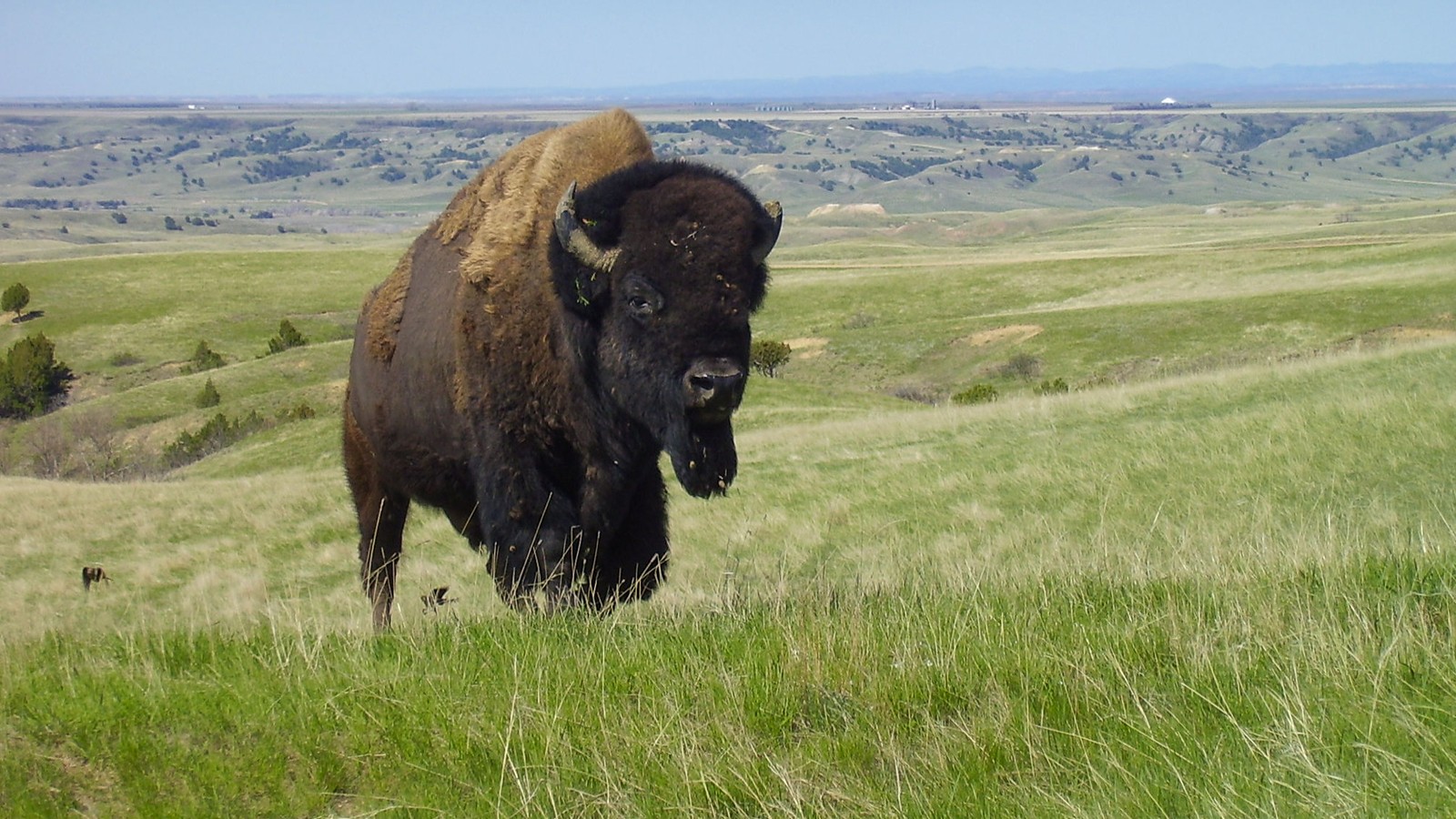Bison in Badlands National Park