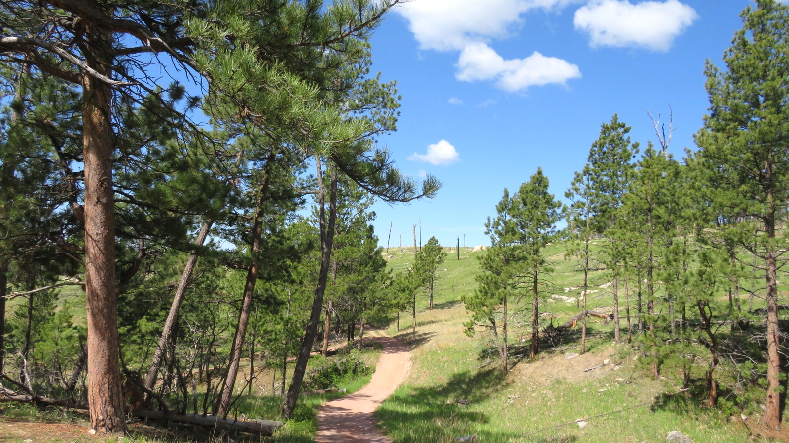 Roof Trail through pine trees at Jewel Cave National Monument, photographed in June 2021