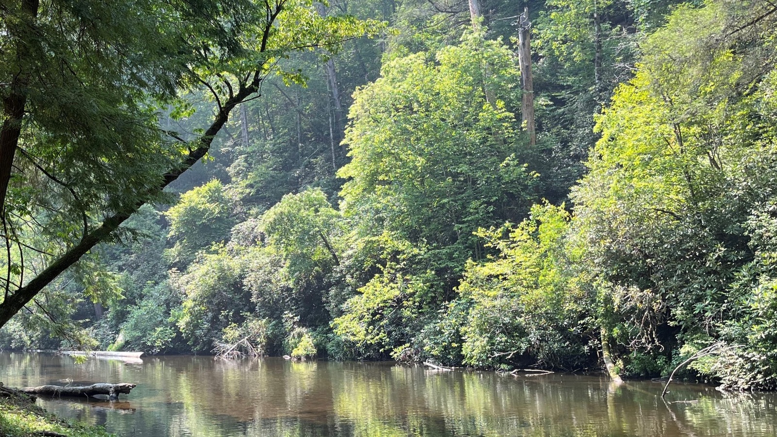 Abrams Creek flowing through green forest in Great Smoky Mountains National Park