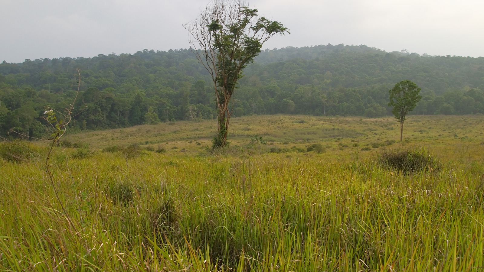 Tropical grassland and forested hills inside Khao Yai National Park, Thailand