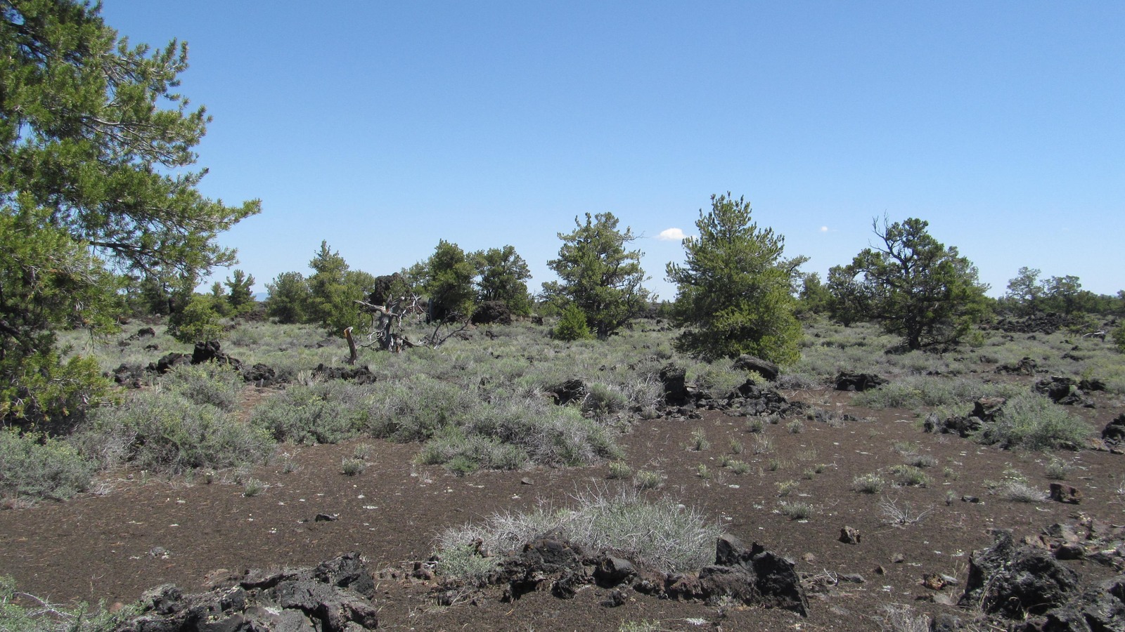 Lava rock, sagebrush, and pines under a clear sky at Craters of the Moon National Monument in Idaho