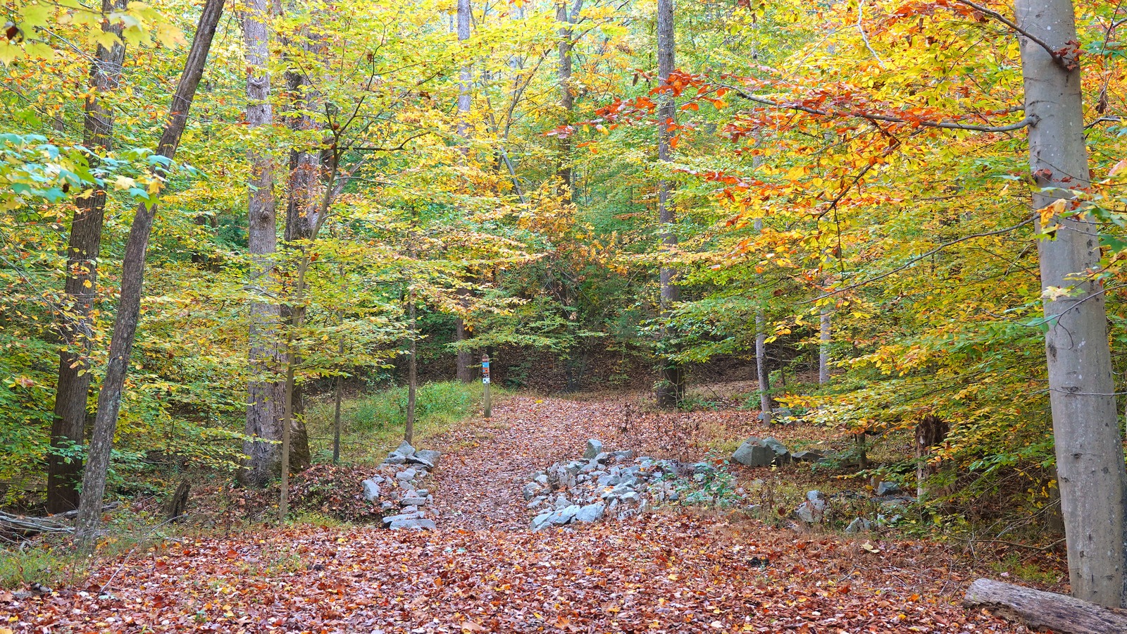Wooded trail at Meadowood Special Recreation Management Area in November 2022, location context for the announced volunteer event