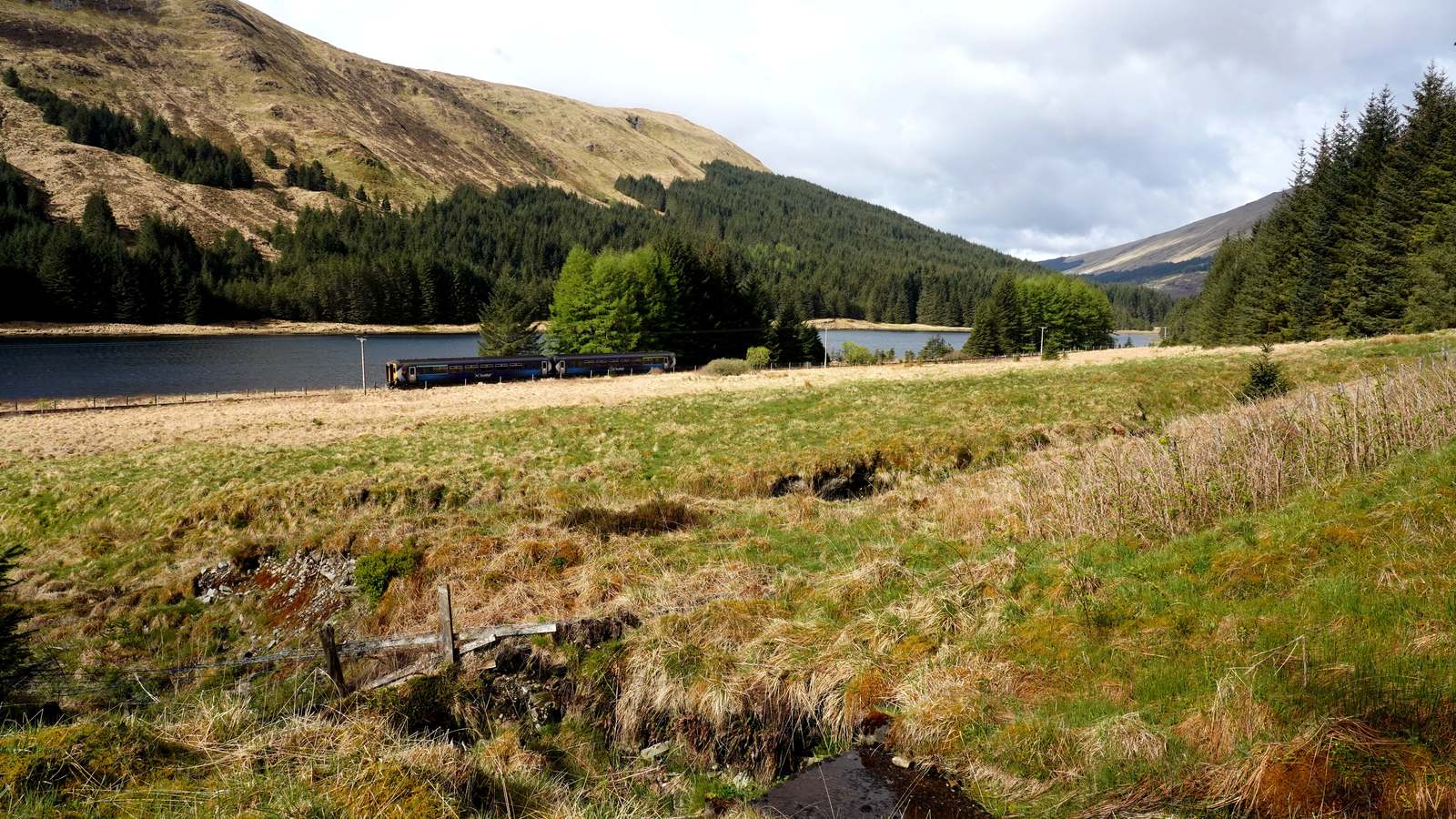 ScotRail Class 156 train heading for Tyndrum beside Loch Bhe on the West Highland Line, with forested hills behind