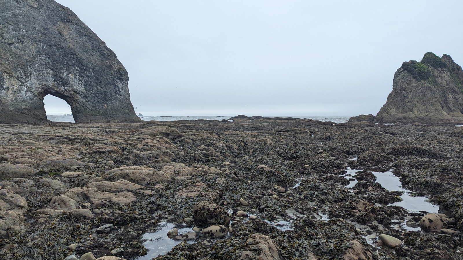 The sea arch at Hole in the Wall on Rialto Beach at low tide, with a weed covered rock shelf and tidepools in the foreground and a second sea stack to the right under a flat grey sky.