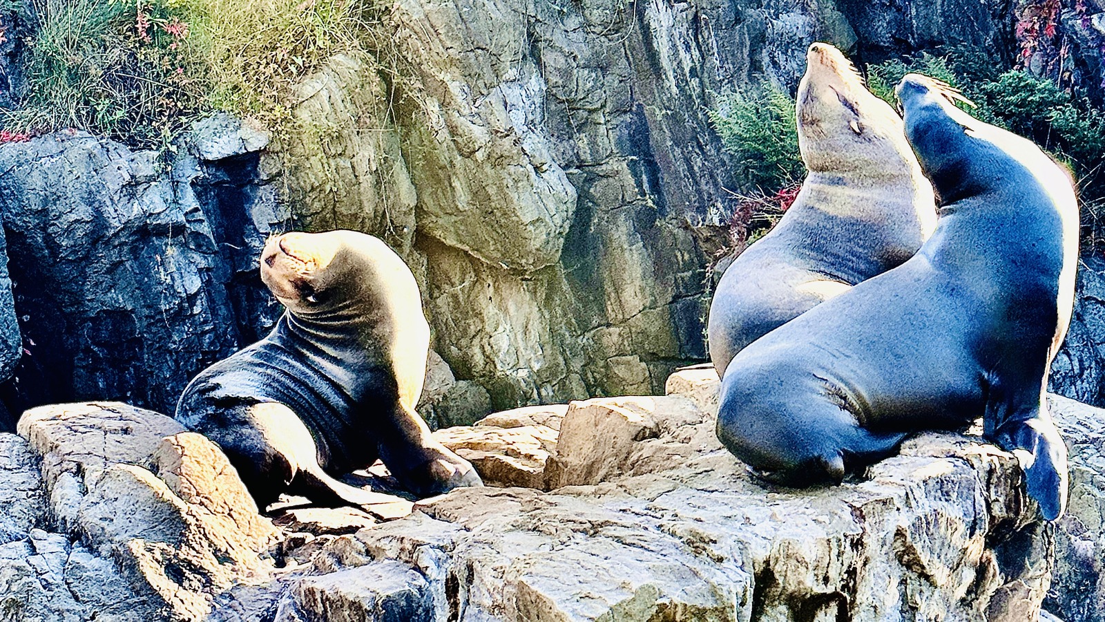 California sea lions at New York Aquarium in October 2023, pictured as aquarium context rather than evidence of the 2026 closure work