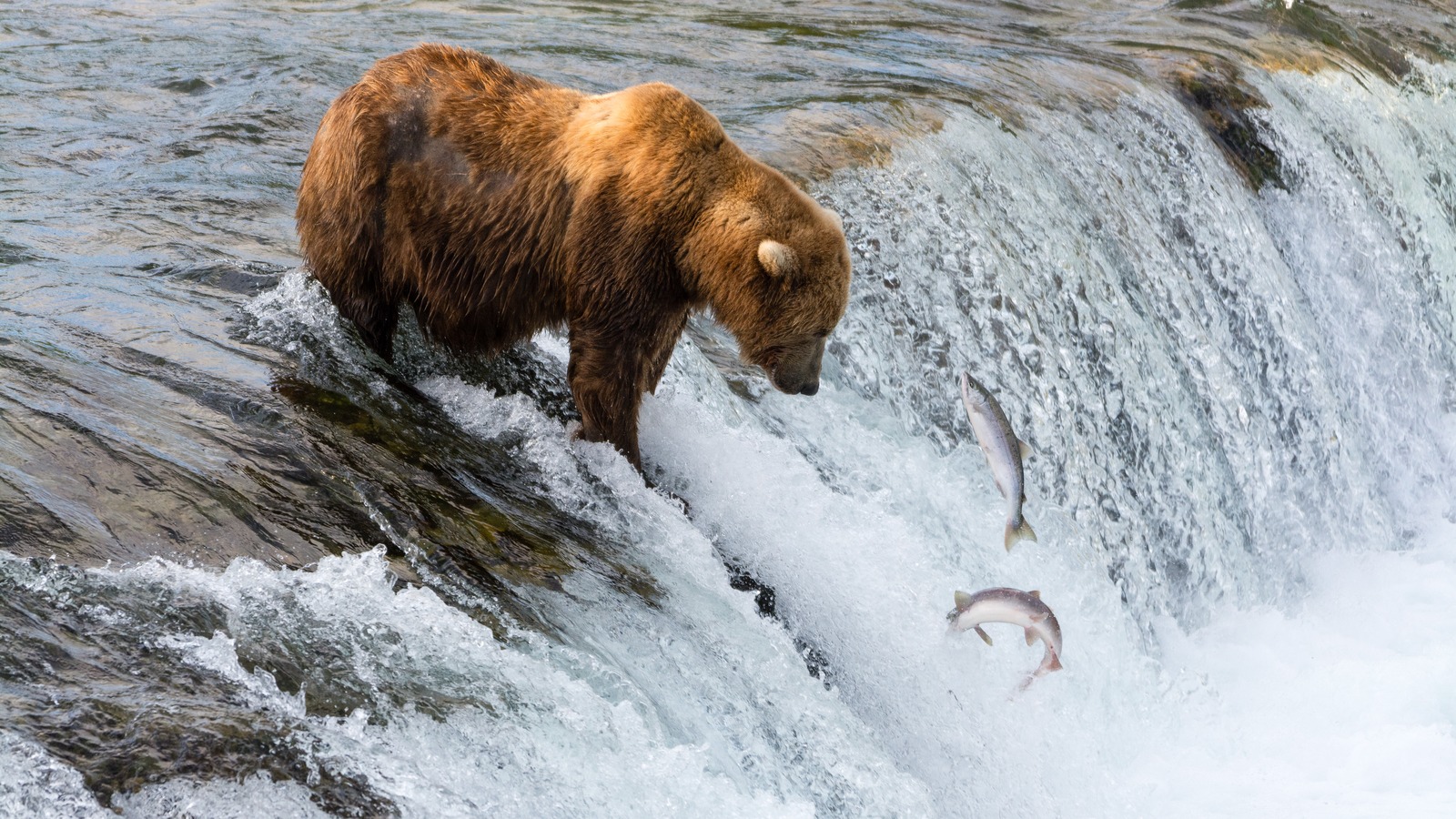 A brown bear stands on a rock at Brooks Falls in Katmai National Park, watching salmon jump the waterfall.