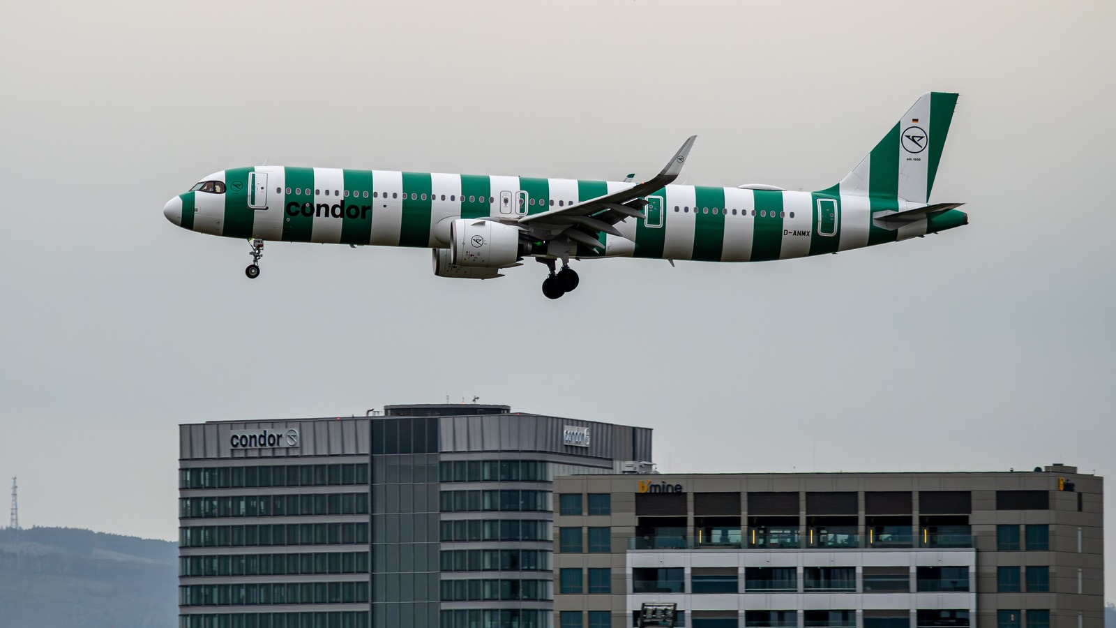 A Condor Airbus A321 in green and white stripes on approach to Frankfurt, with office buildings below.