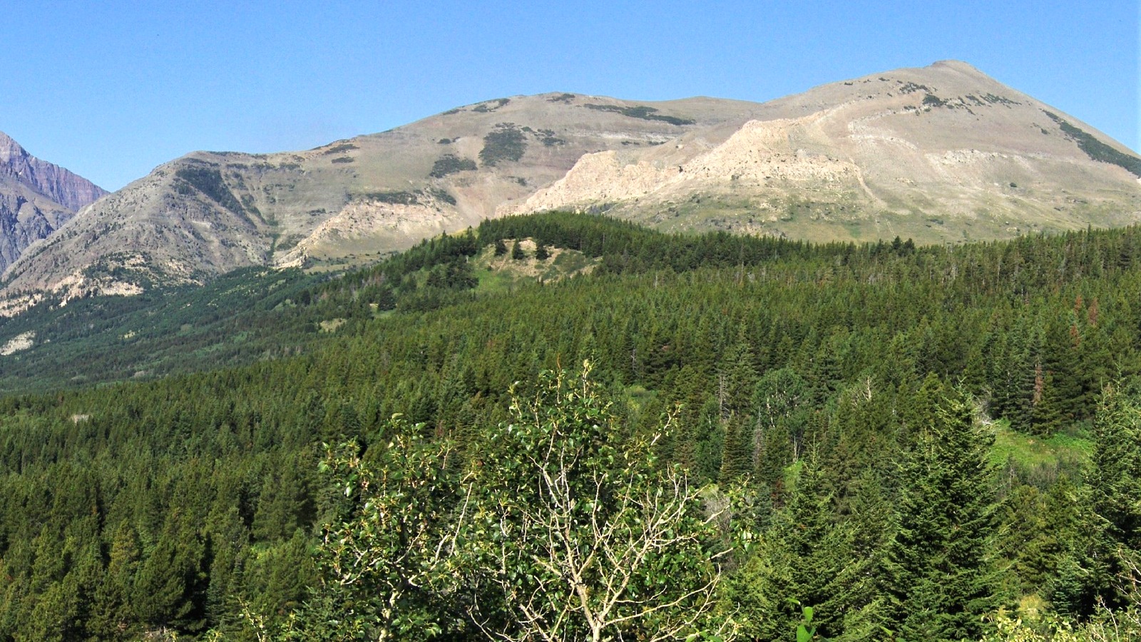 East aspect of Spot Mountain above forest in Glacier National Park, Montana