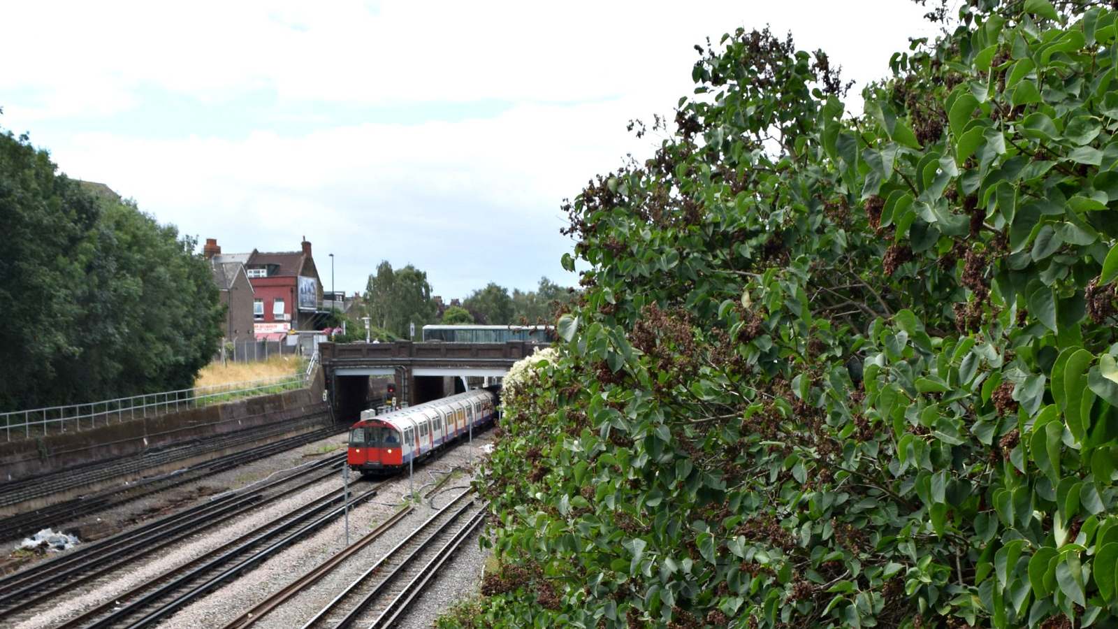 Red fronted Piccadilly line Tube train leaving a tunnel under a road bridge near South Ealing station, with trees along the tracks.