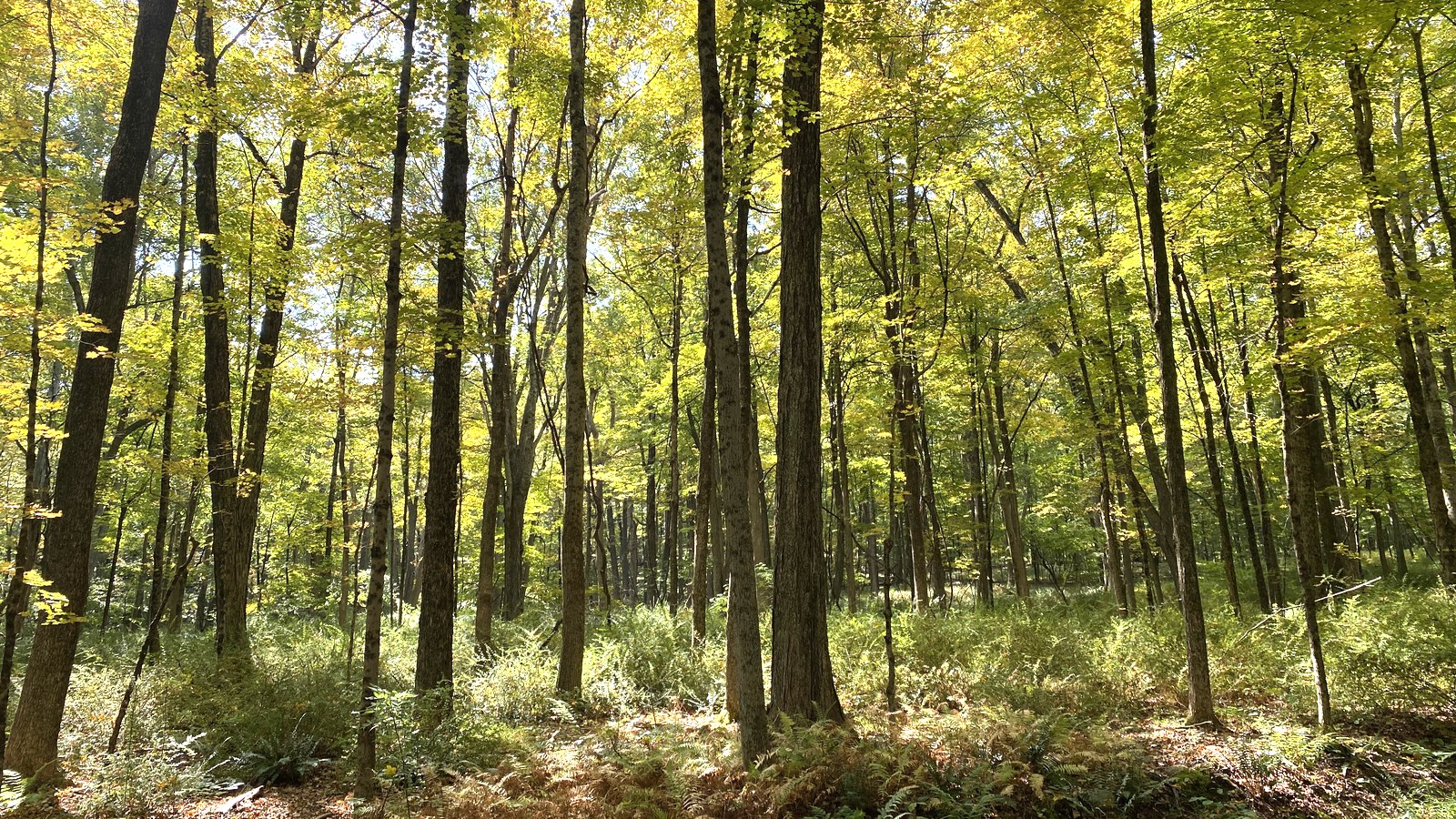 Sunlit woodland seen from a hiking trail in Sal J. Prezioso Mountain Lakes Park in Westchester County, New York, in September 2025; the experience itself is not shown