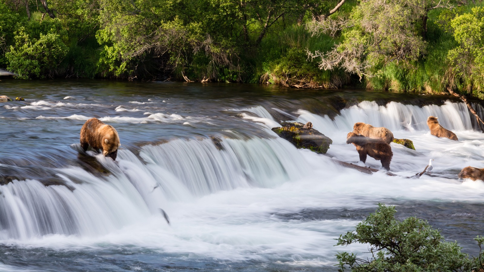 Several brown bears standing in the white water at Brooks Falls waiting for salmon, with a wall of green summer vegetation along the far bank.