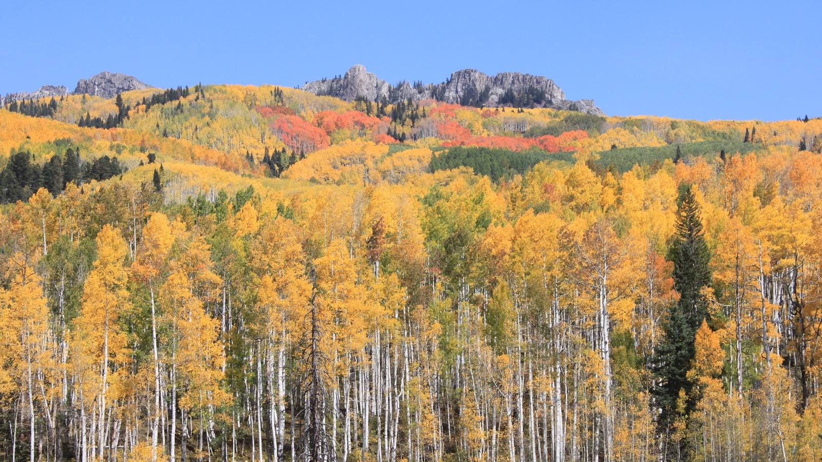 A Colorado hillside of aspens in full gold with patches of orange and red among dark conifers, rising to rocky crags under a clear blue sky at Kebler Pass