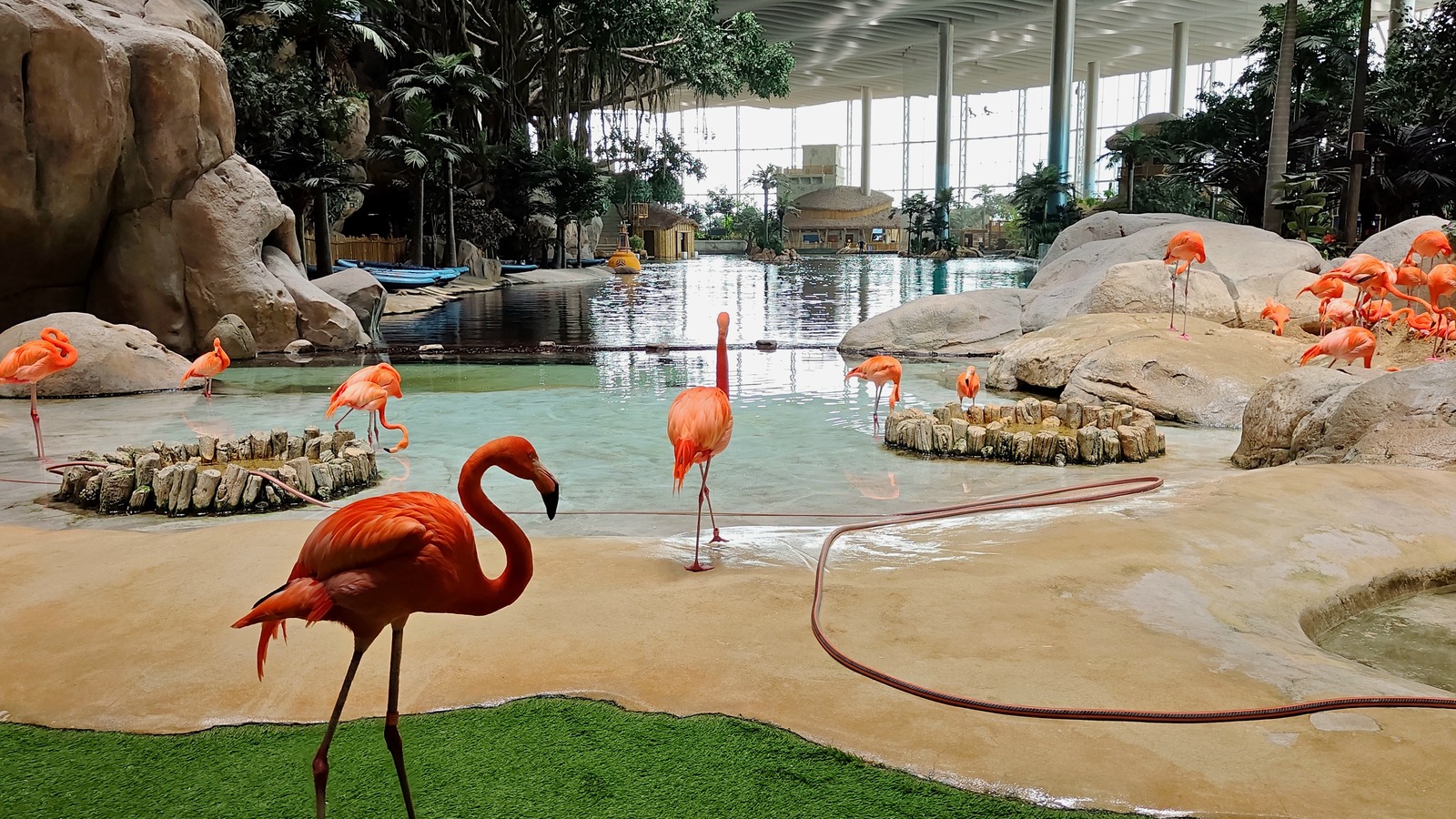 Flamingos in a lagoon habitat inside SeaWorld Yas Island Abu Dhabi