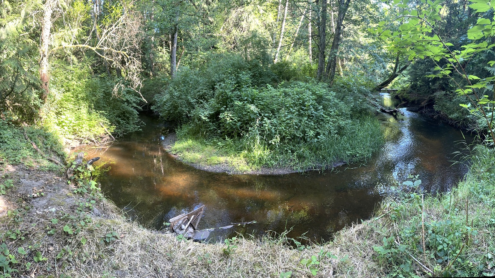 Chimacum Creek winding through a sunlit forested valley in Jefferson County, Washington