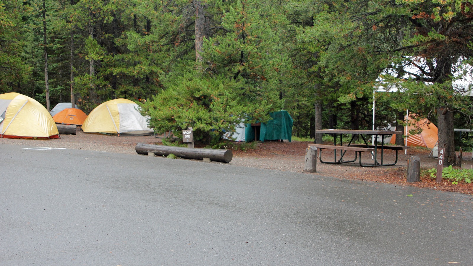 Tents pitched among lodgepole pines at a numbered Bridge Bay campsite in Yellowstone, with a picnic table, a site marker reading 440 and a group site sign beside the loop road.