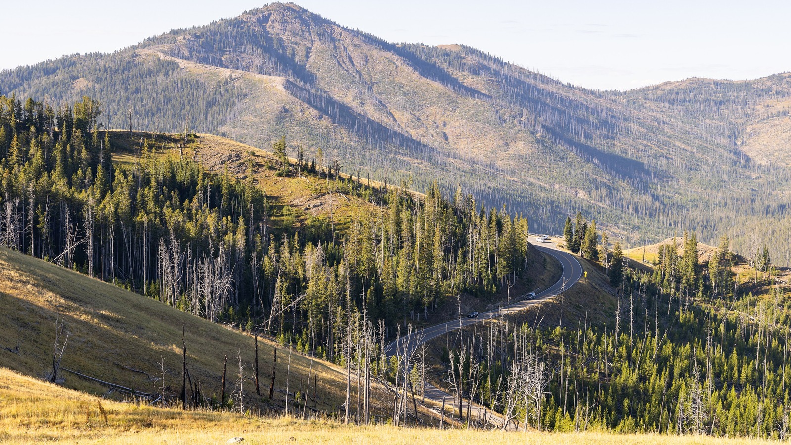 The Grand Loop Road curving through burned and living forest below Dunraven Peak in Yellowstone, with two cars on the asphalt, a pullout above them and dry golden grass in the foreground.