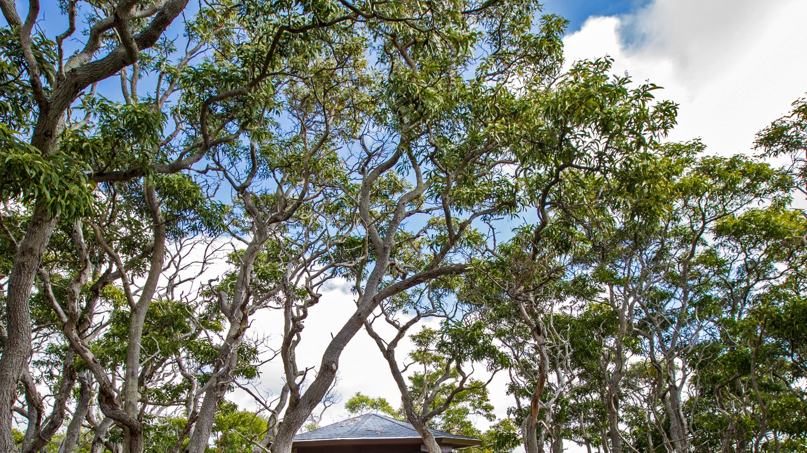 Wheelchair-accessible sidewalk and stone shelter at Mauna Loa Lookout in Hawaii Volcanoes National Park