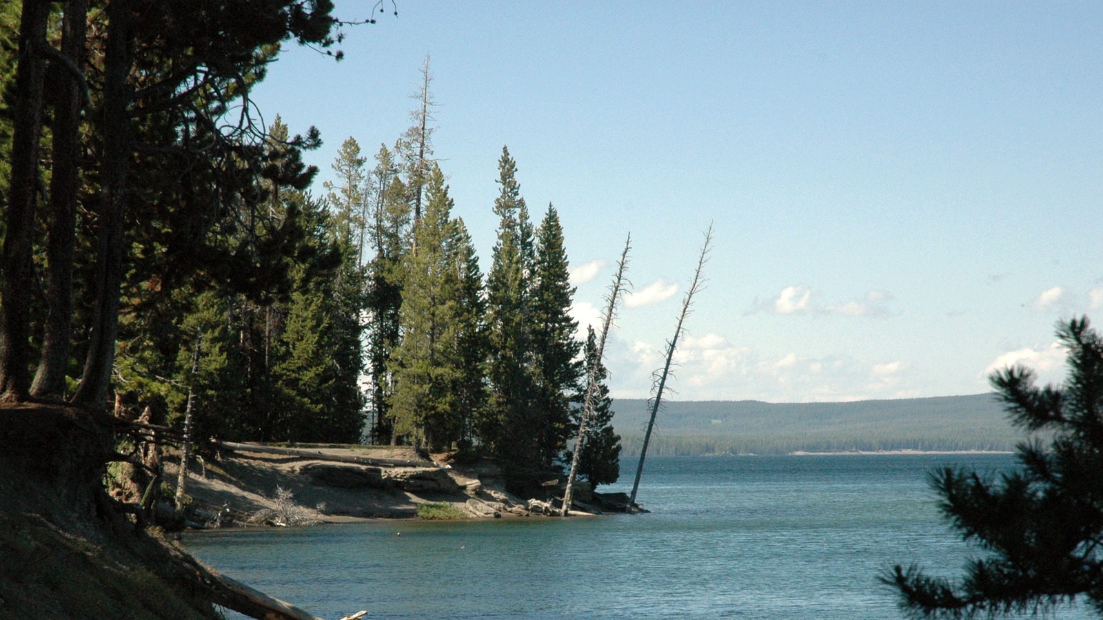 Yellowstone Lake shoreline with lodgepole pines at Grant Village Campground