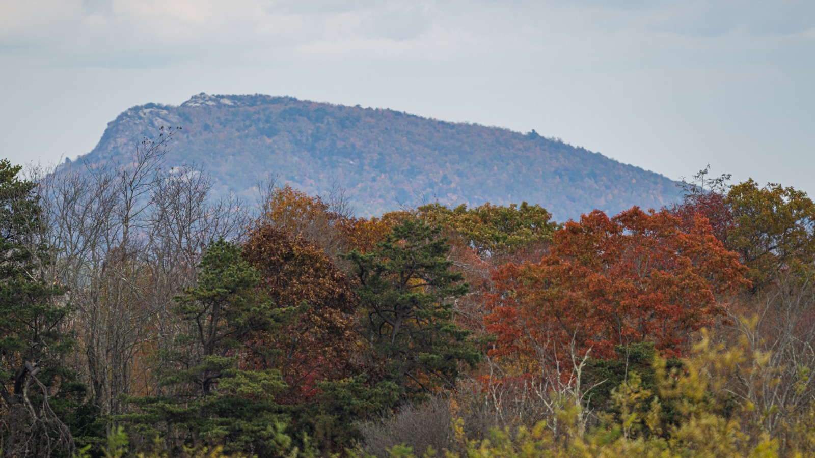 The rocky summit ridge of Old Rag Mountain seen across a foreground of orange, russet and green autumn treetops under a pale overcast sky