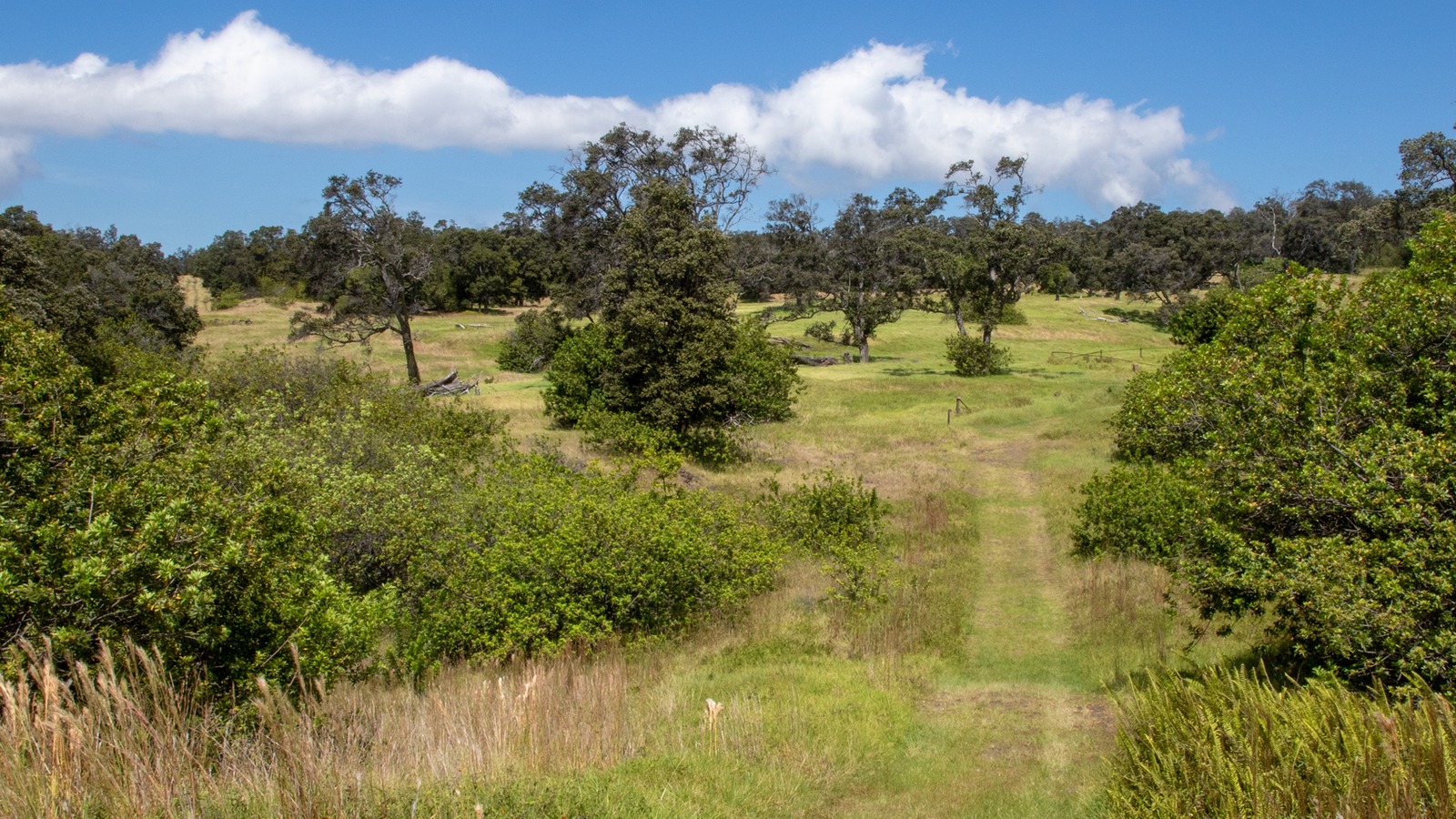 Open grassy Palm Trail landscape in the Kahuku Unit of Hawaiʻi Volcanoes National Park