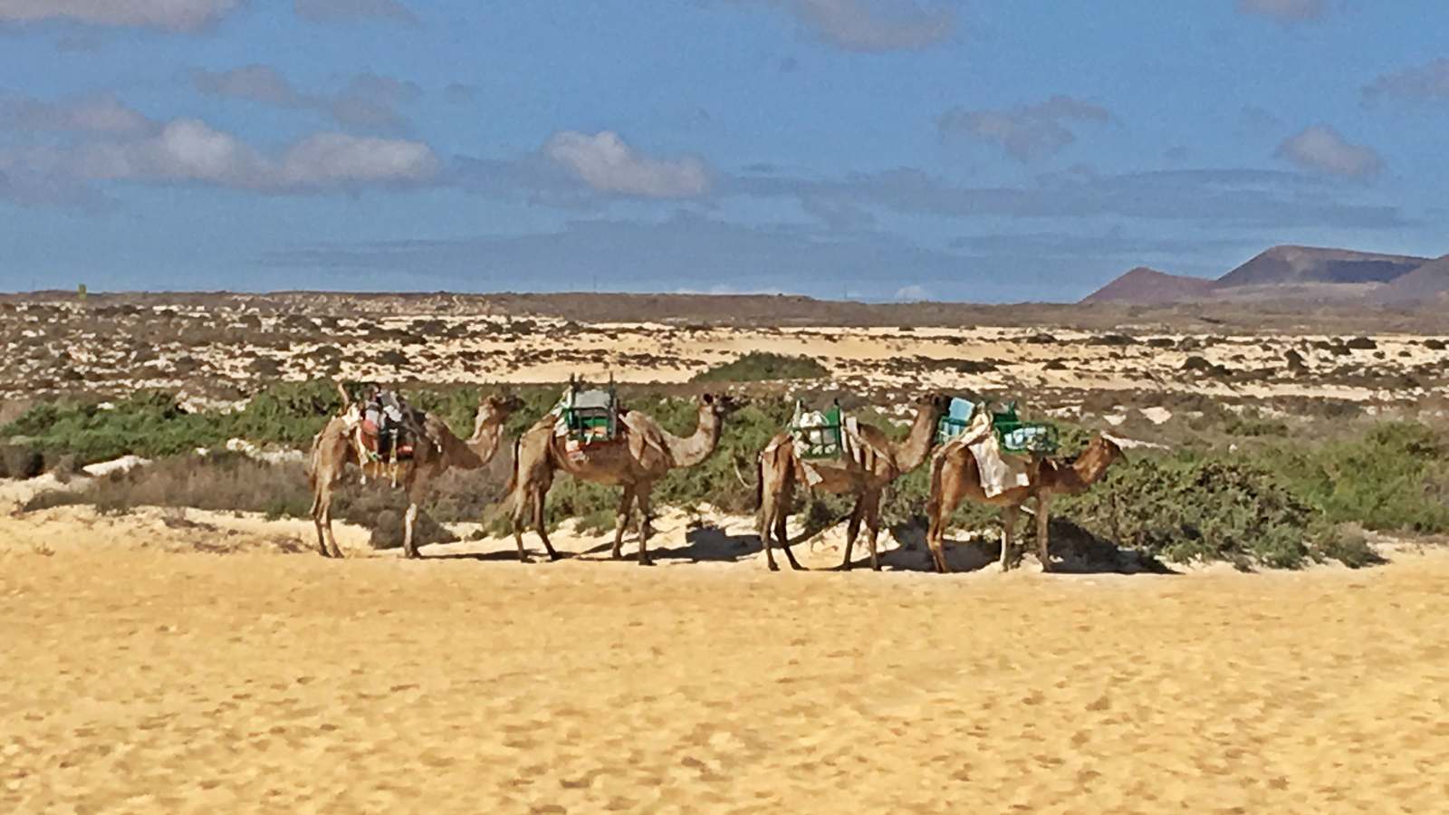 Camels in the Corralejo dunes on the Canary Island of Fuerteventura