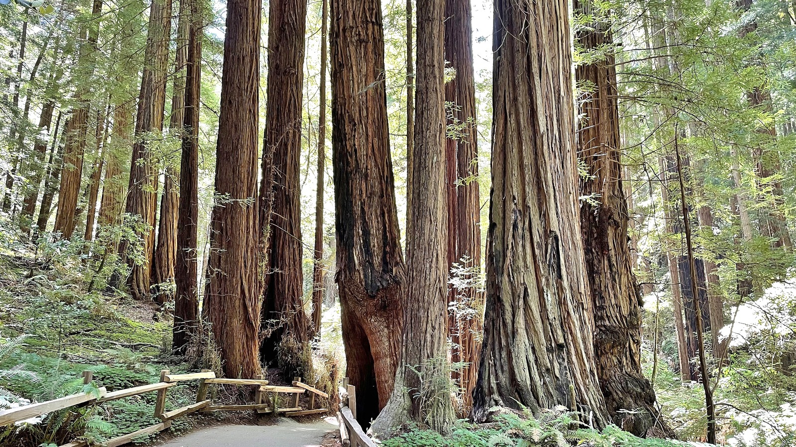 Coast redwood trunks rising on both sides of the paved valley floor path at Muir Woods, with a low split rail fence and ferns along the edge