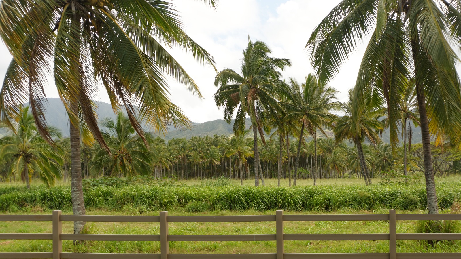 Palm groves along Farrington Highway on Oahu west of Honolulu