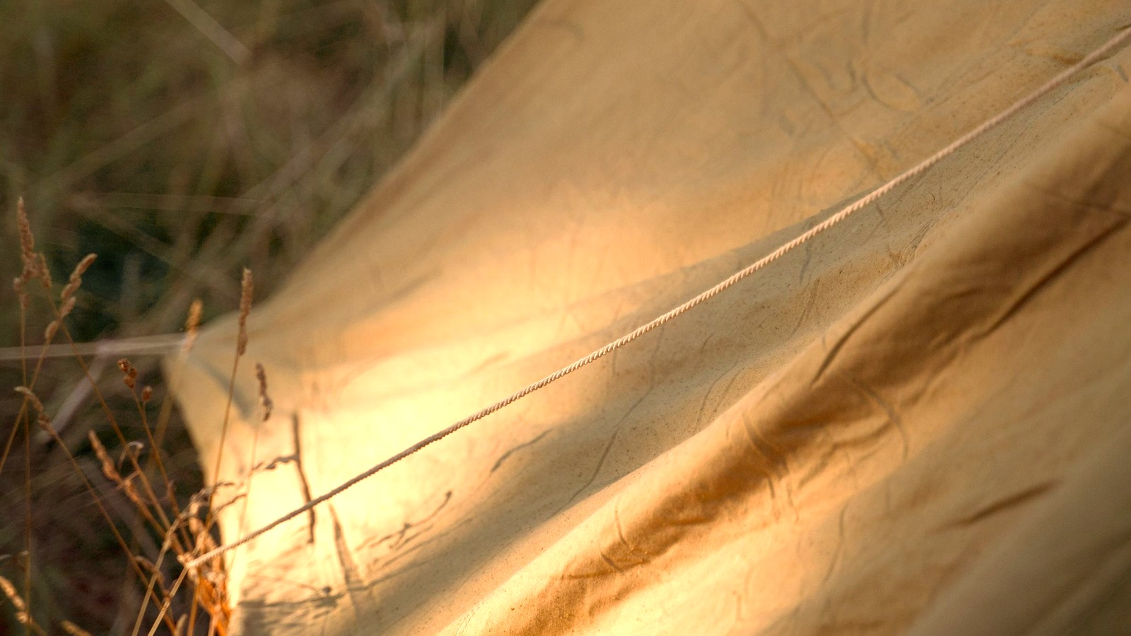 Tent fabric and guyline glowing in outdoor light.