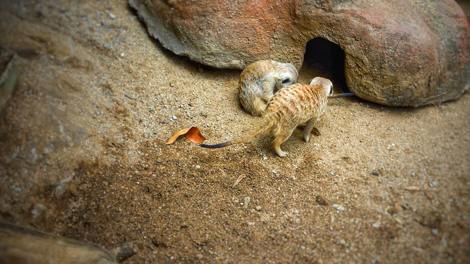 Two meerkats beside their shelter at Batu Secret Zoo in Jatim Park 2