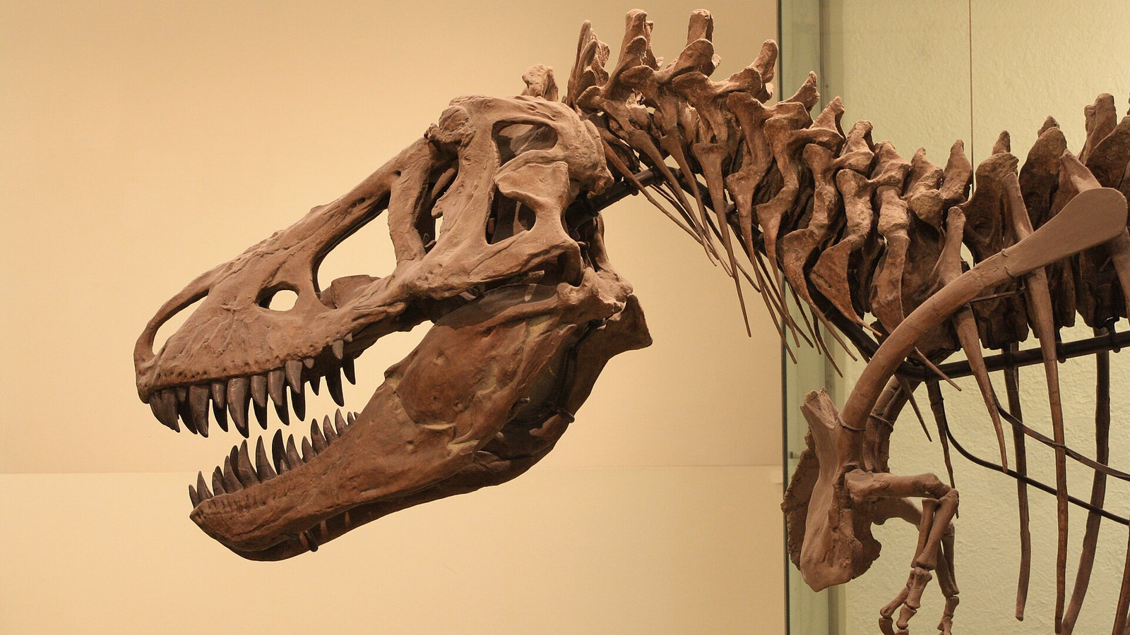 Tyrannosaurus rex at the American Museum of Natural History