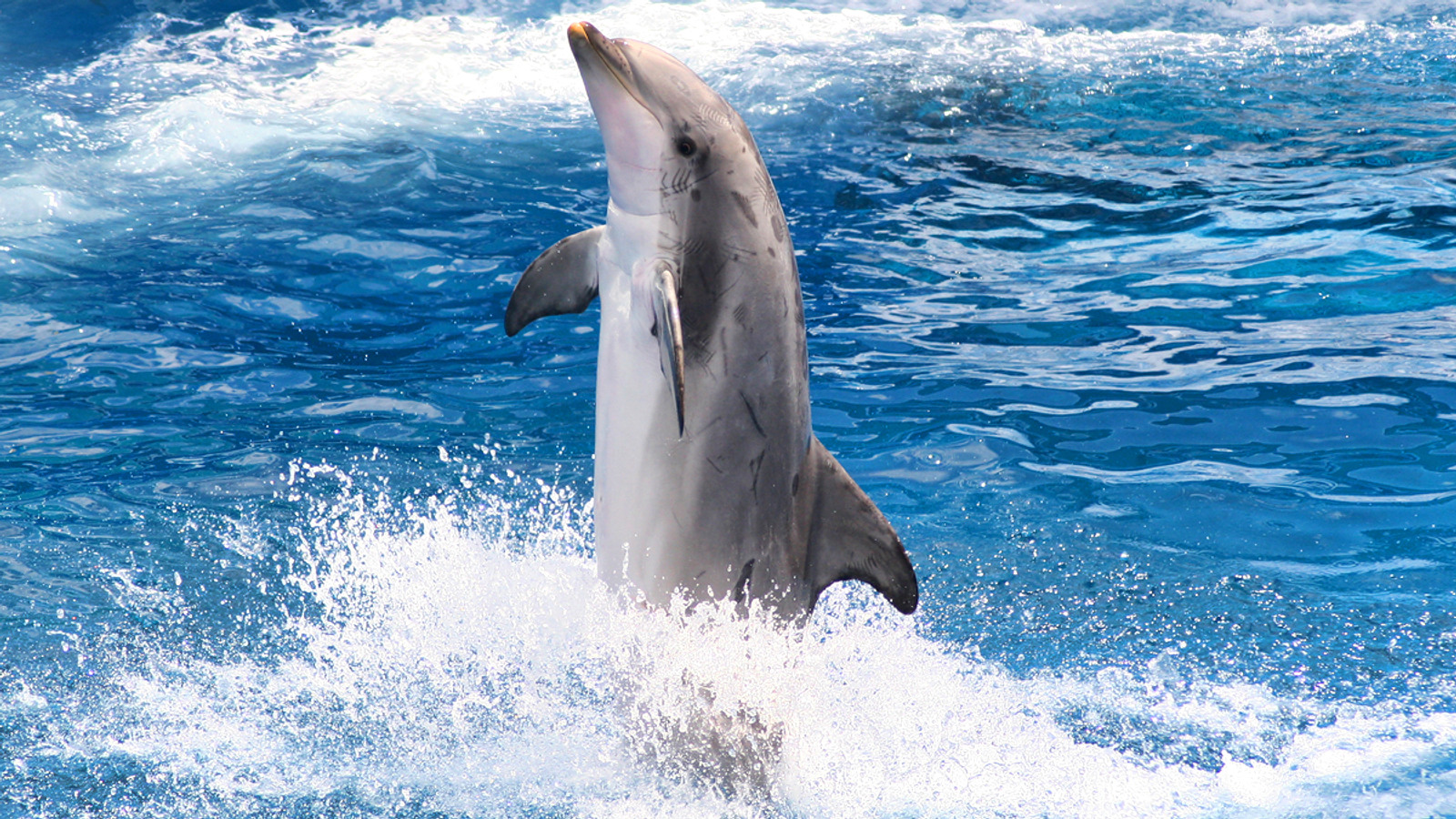 SeaWorld San Diego entrance and attraction setting