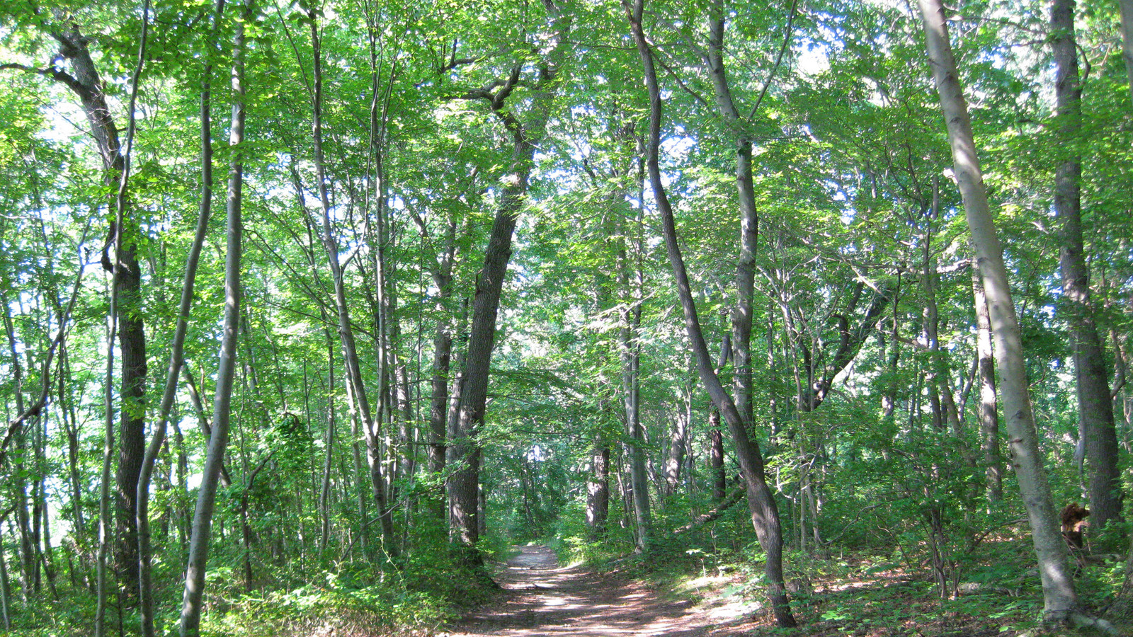 Woodland path at Caumsett State Historic Park Preserve.