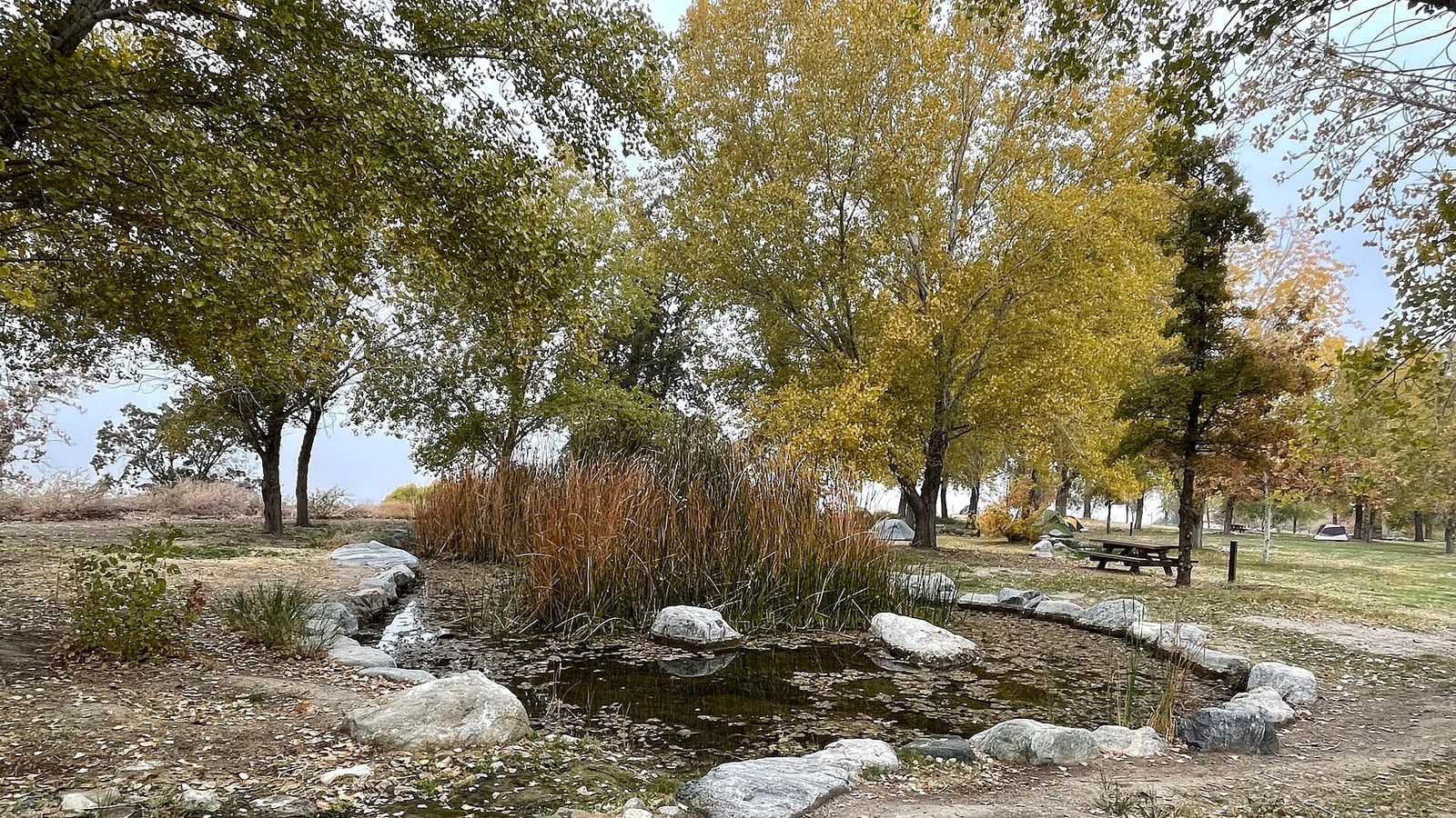 Foothill grasslands at Wind Wolves Preserve near Bakersfield