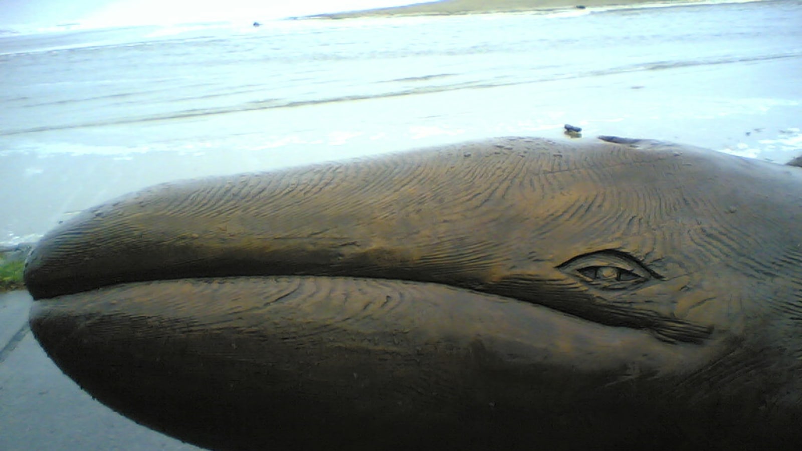 Whale Park statue in Cannon Beach Oregon, a ranked stop in this local guide
