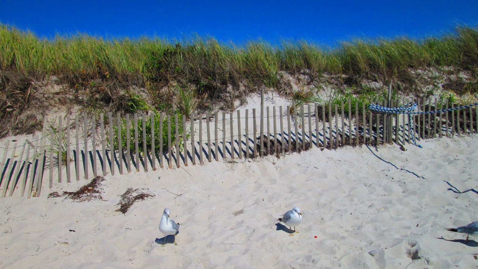 Sand and dunes at Old Silver Beach in Falmouth