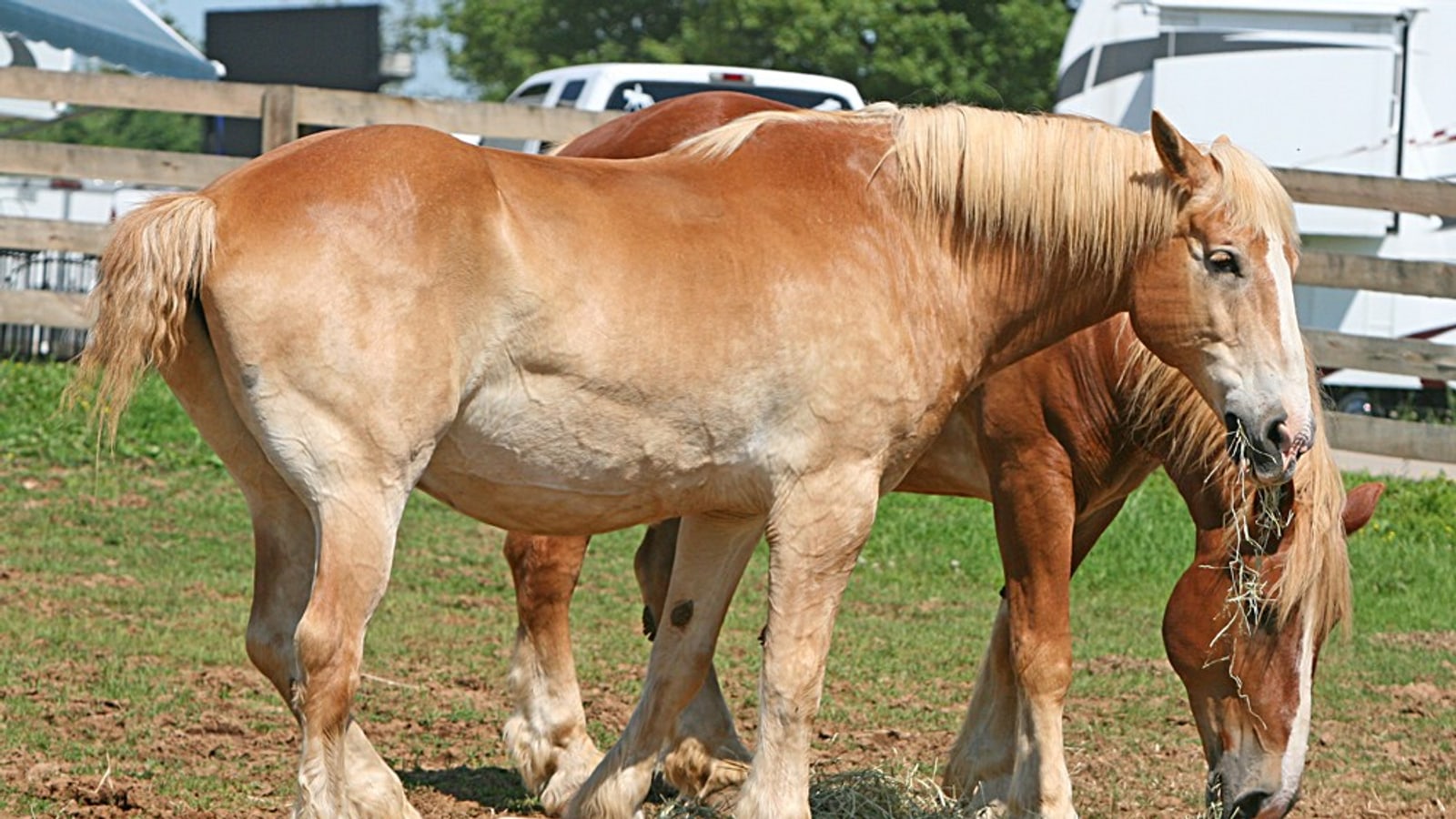Horses near the barns at Kentucky Horse Park in Lexington